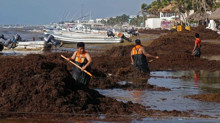 Pristine beaches in Mexico covered in carpets of foul-smelling seaweed