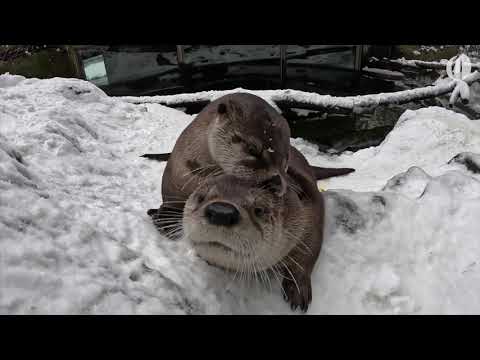 Oregon Zoo animals frolic, wrestle and play during Portland snowstorm