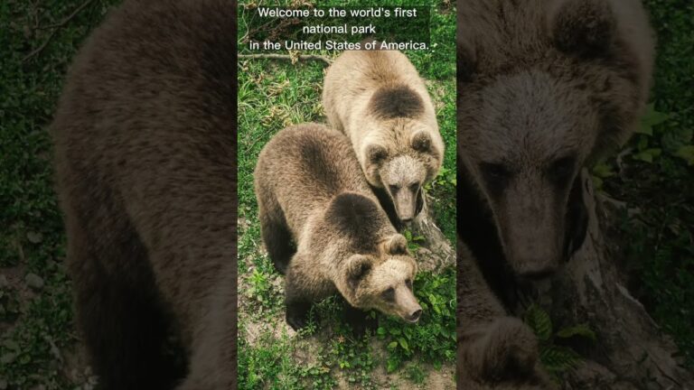 Discovering the Magic of Yellowstone: A Journey Through America's First National Park